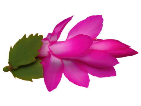 Flat-lay studio photo of scattered Christmas cactus segments, soft lighting, top-down view, isolated on black background showing angular lobes, glossy texture and budding tips
