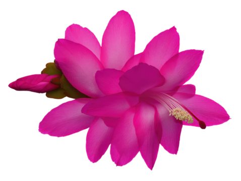 Flat-lay studio photo of green Christmas cactus pads symmetrically aligned, soft lighting, top-down view, isolated on black background revealing fresh segmented foliage and tiny buds