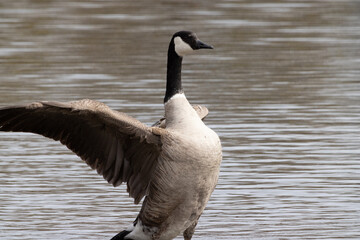 Canada Goose in the water