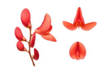 Flat-lay studio photo of red coral bean blooms symmetrically arranged, soft lighting, top-down view, isolated on black background revealing striking scarlet tubes