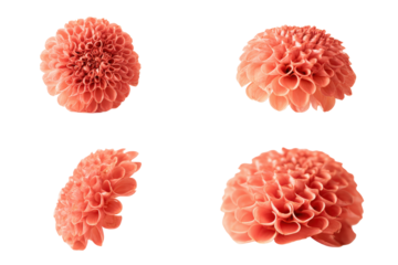 Flat-lay composition of scattered coral petals, soft lighting, top-down view, isolated on black background showing airy warm texture