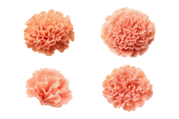 Flat-lay composition of coral-colored blooms symmetrically arranged, soft lighting, top-down view, isolated on black background revealing rich salmon hues