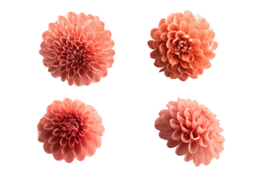 Flat-lay image of coral-toned flower single bloom centered, bright lighting, top-down view, isolated on transparent background highlighting peach petals and graceful form