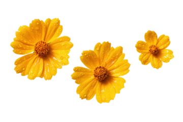 Flat-lay studio photo of clustered yellow coreopsis blooms, soft lighting, top-down view, isolated on black background displaying sunny petals and golden center