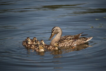 Mother mallard duck swimming with ducklings