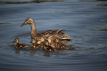 Mother mallard duck swimming with ducklings