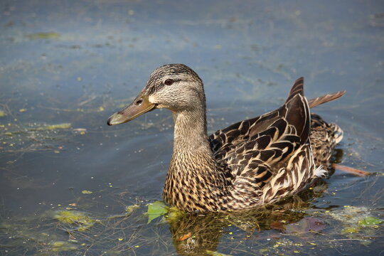 Female mallard duck swimming in river