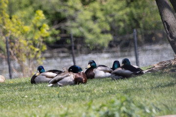 Ducks in the grass
