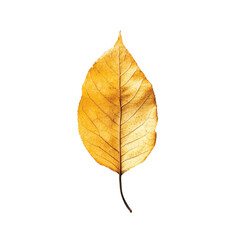 Single dry autumn leaf on colorful background nature design art