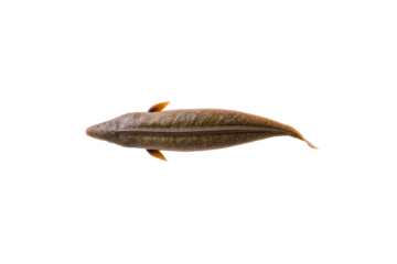 Flat-lay mirrored lungfish pair parallel on slate, rim glow highlighting ancient anatomy for paleontology visuals