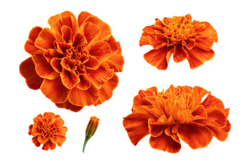 Flat-lay studio photo bright orange marigold bloom, no background
