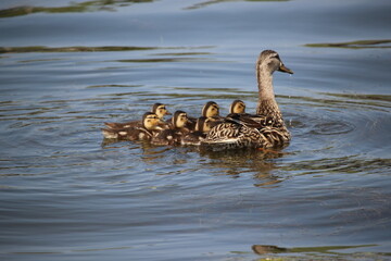 Mother mallard duck swimming with ducklings