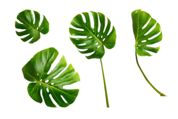 Top-view Monstera inflorescence isolated, no background