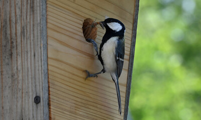 四十雀の子育て