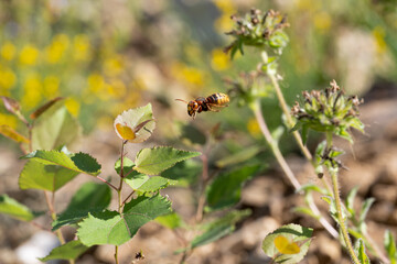  Bee Flying Near a Plant in a Field