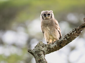 Verreaux's Eagle owl Perched on Tree Branch on Blur  Background