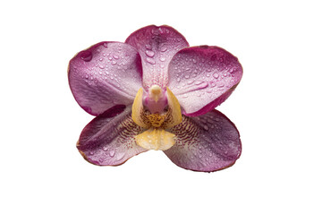 Studio flat-lay orchid petal arrangement, no background
