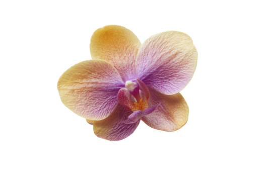 Top-view orchid blossom set isolated, no background