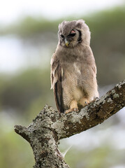 Verreaux's Eagle owl Perched on Tree Branch on Blur  Background