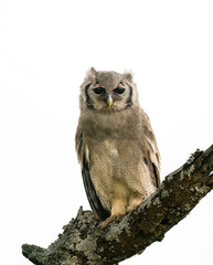 Verreaux's Eagle owl Perched on Tree Branch on White Background, Isolated