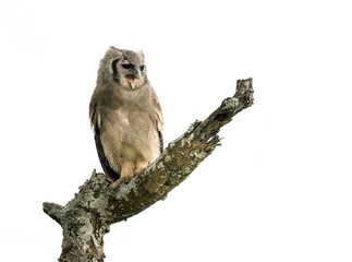 Verreaux's Eagle owl Perched on Tree Branch on White Background, Isolated
