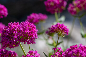 Clusters of Vibrant Pink Valerian Flowers in Bloom
