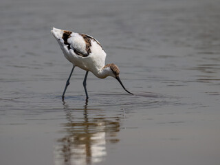Pied Avocet Foraging in Shallow Water Wetland Habitat
