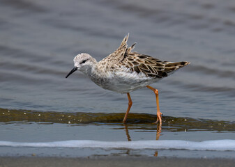 Juvenile Ruff Foraging Along Coastal Shoreline