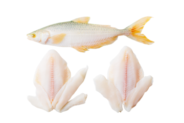 Flat-lay studio photograph pangasius fish specimen, no background