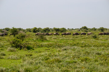Wildebeest Herd Migrating Across African Grassland

