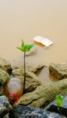 mangrove and waste in the water