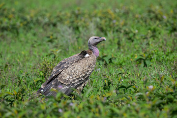 Ruppell's Griffon Standing in Lush Green Habitat