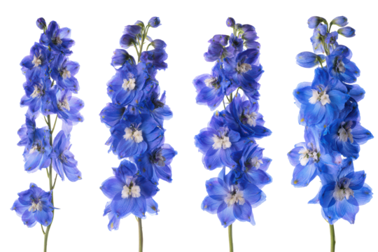 Flat-lay studio photo of blue delphinium spike centered, soft lighting, top-down view, isolated on black background highlighting tall larkspur florets and cobalt petals