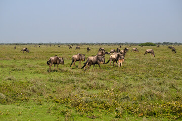 Herd of Wildebeest Grazing on African Grassland Plain