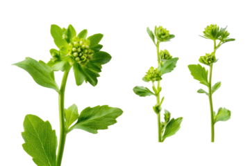 Flat-lay studio photo of scattered epazote leaves, soft lighting, top-down view, isolated on black background showing aromatic jagged foliage ideal for recipe graphics