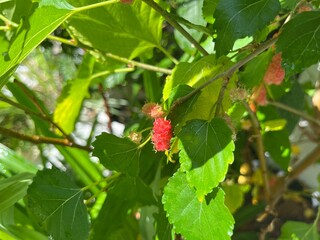 fresh red mulberry on tree branch 
