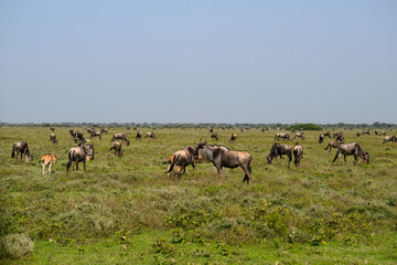 Herd of Wildebeest Grazing on African Grassland Plain