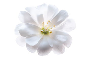 Flat-lay photo of Eskimo flower blooms symmetrically arranged, bright lighting, top-down view, isolated on white background revealing subtle cream gradations