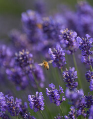 Bee flying through lavender fields