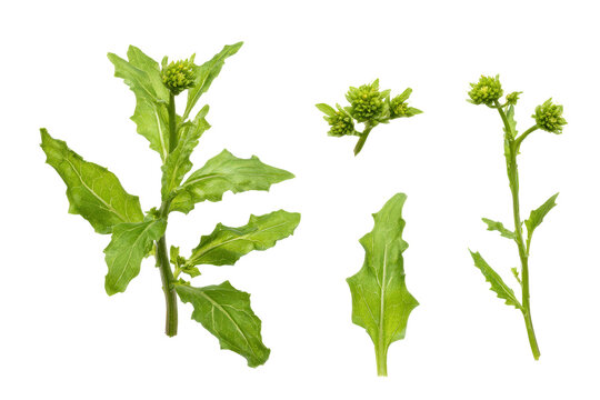 Flat-lay studio photo of clustered epazote sprigs, soft lighting, top-down perspective, isolated on black background displaying lush green herbs