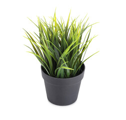 Artificial grass on white background