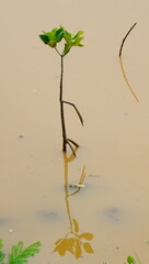 little mangrove tree