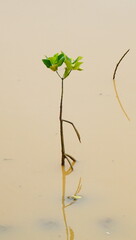 little mangrove tree