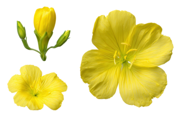 Flat-lay studio photo of single yellow evening primrose bloom centered, soft lighting, top-down view, isolated on black background highlighting four bright petals and luminous stamens