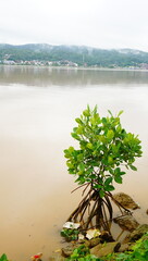 mangrove tree