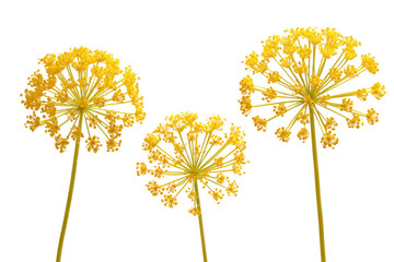 Obraz premium Flat-lay studio photo of scattered fennel florets, soft lighting, top-down view, isolated on black background showing airy yellow texture