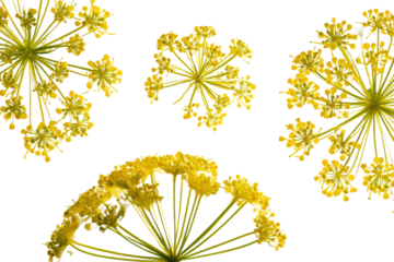 Flat-lay studio photo of single fennel flower umbel centered, soft lighting, top-down view, isolated on black background highlighting bright yellow florets and aromatic herb structure