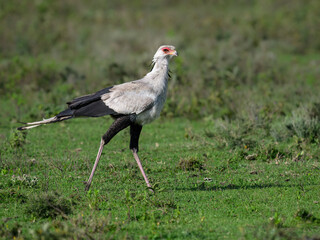 Secretary Bird Walking Through Grassland Habitat