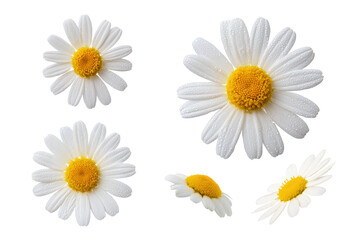 Fototapeta premium Flat-lay studio photo of feverfew flowers symmetrically arranged, soft lighting, top-down angle, isolated on black backdrop revealing tiny white petals and golden discs