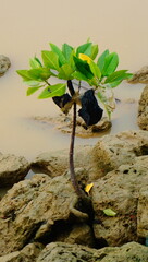 mangrove and waste in the water